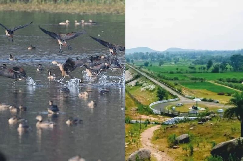Bird Festival