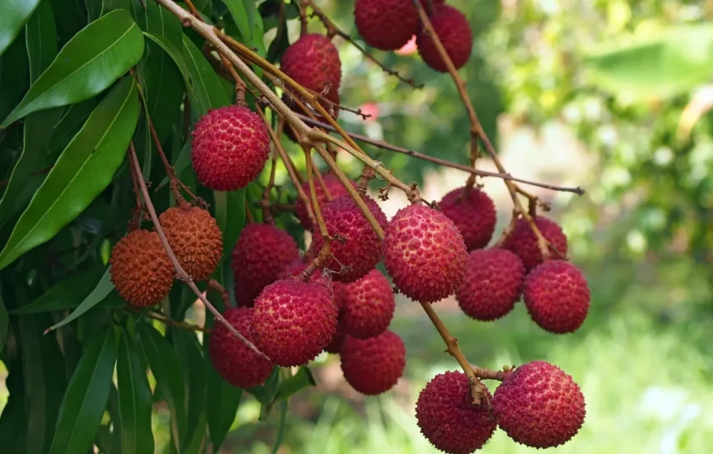 shahi litchi
