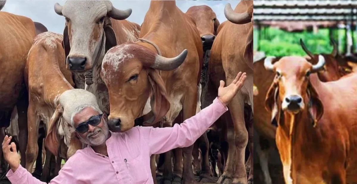 Cowherd Ramesh Bhai Ruparelia