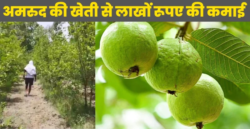 guava cultivation